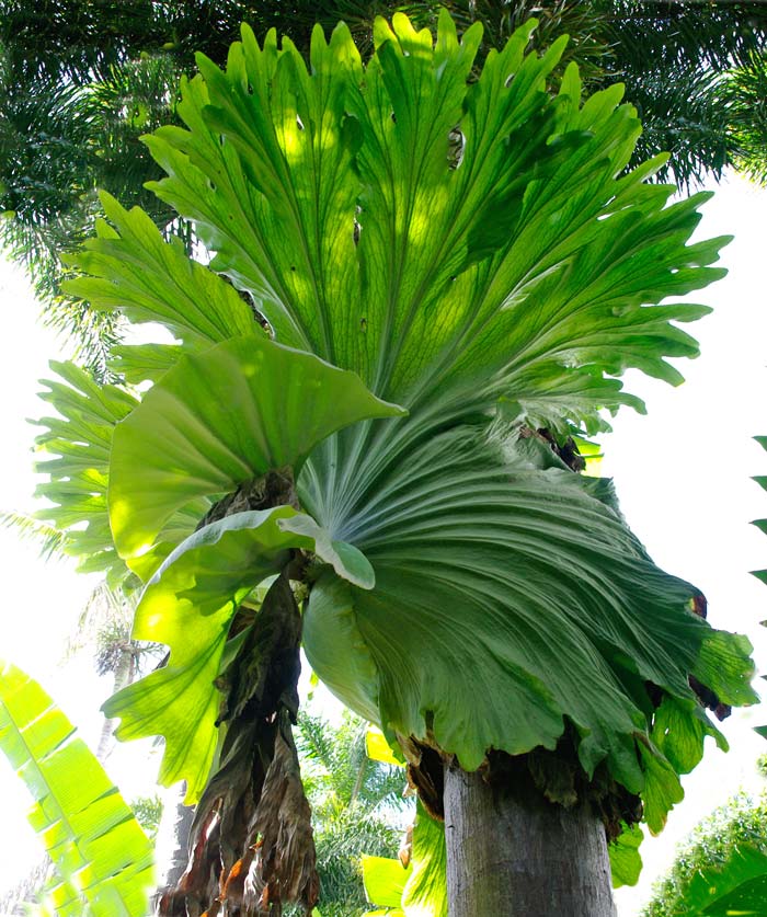 Platycerium superbum - Flecker Gardens, Cairns Botanic Garden