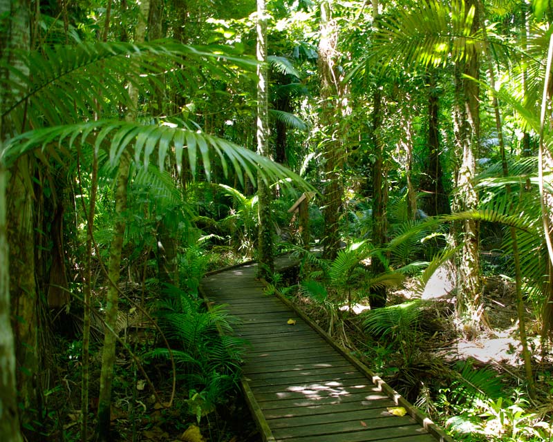 Rainforest boardwalk to the Centennial Lakes - Cairns Botanic Gardens