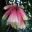Tecomanthe sp Roaring Meg - Photo taken Cairns Botanic Gardens