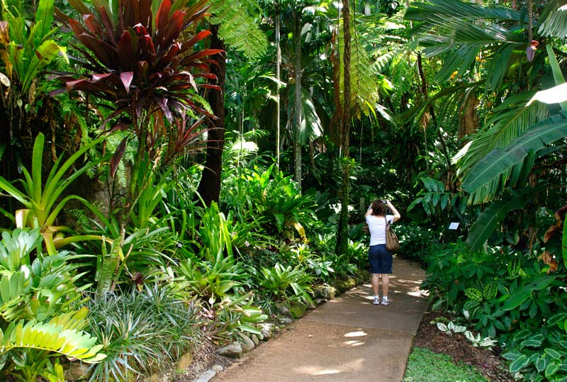 Paths - Flecker Gardens, Cairns Botanic Garden