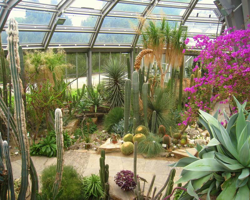 Cactus in Berlin Botanical Gardens