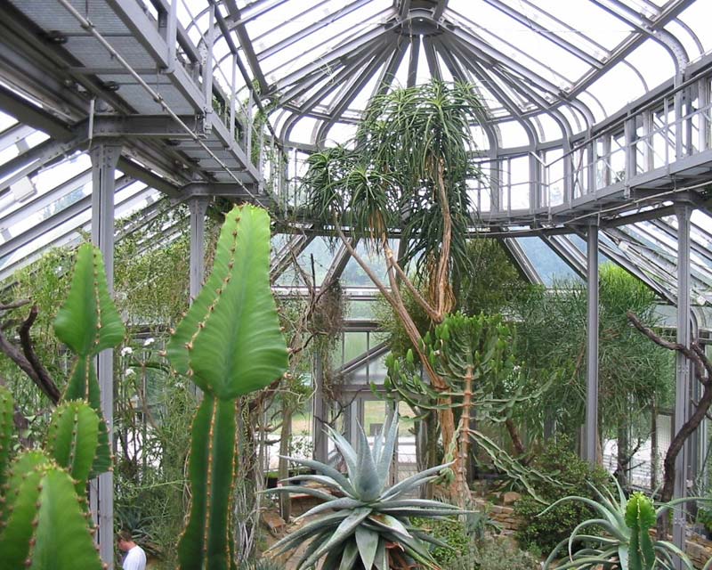 The cactus house in Berlin Botanical Gardens
