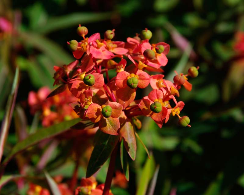 The most colourful Euphorbia is 'Fireglow'  - Loseley Park House