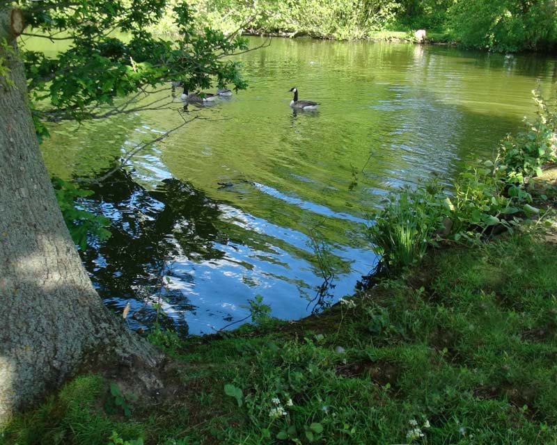 The Lake at Loseley Park