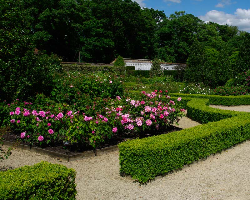 Loseley Park has an impressive rose garden