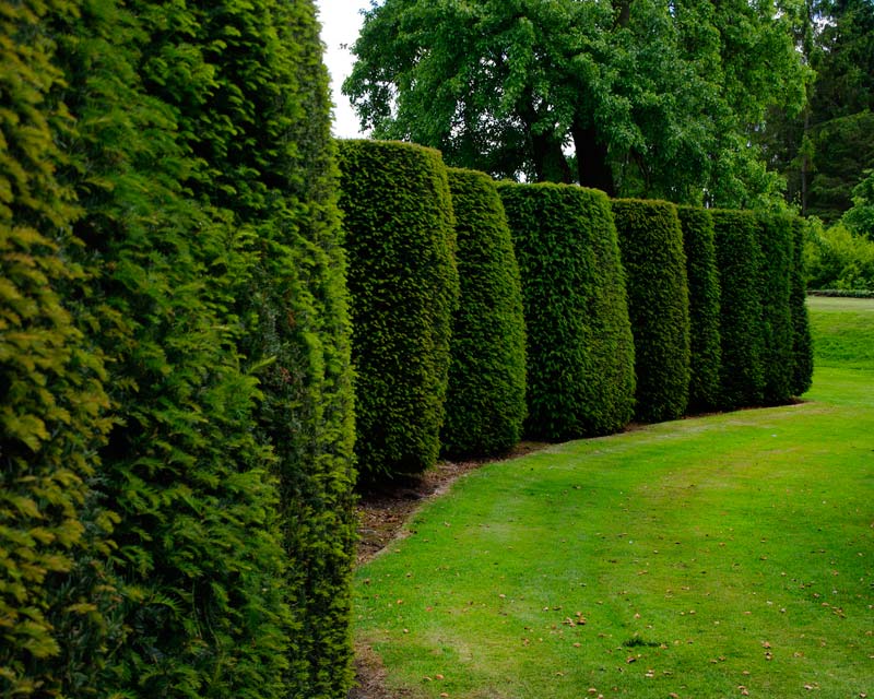 Ancient Yew makes for excellent topiary shapes and hedges - Loseley Park House