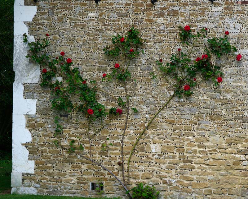 Climbing rose on 'Ten a Penny' wall  - Loseley Park House