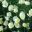 Pale yellow flowers of Eschscholzia californica Lemon - The Gravel Garden - Beth Chatto Gardens