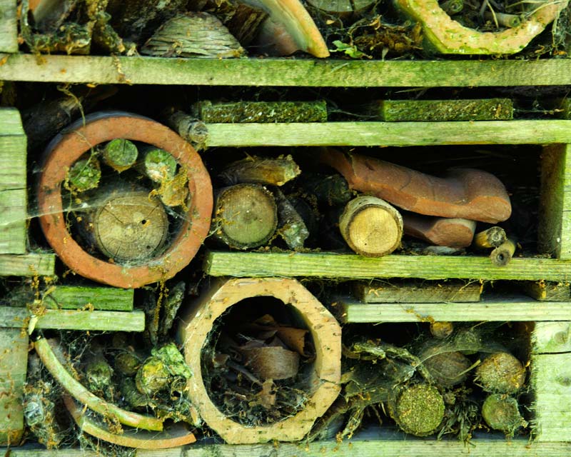 All insects welcome in the Insect Hotel - Beth Chatto Gardens