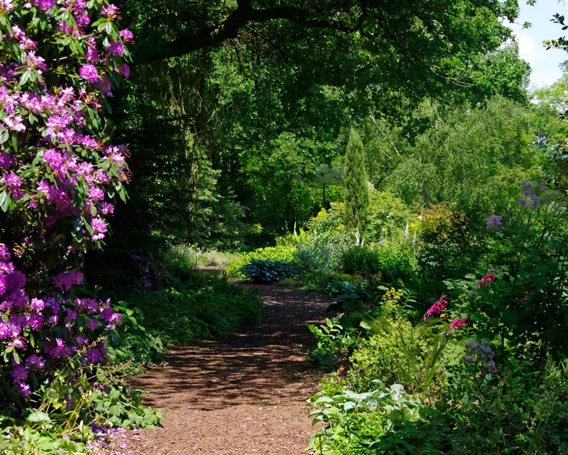The Long Shady Walk lined with Rhododendron and woodland flowers in spring and summer - Beth Chatto Gardens