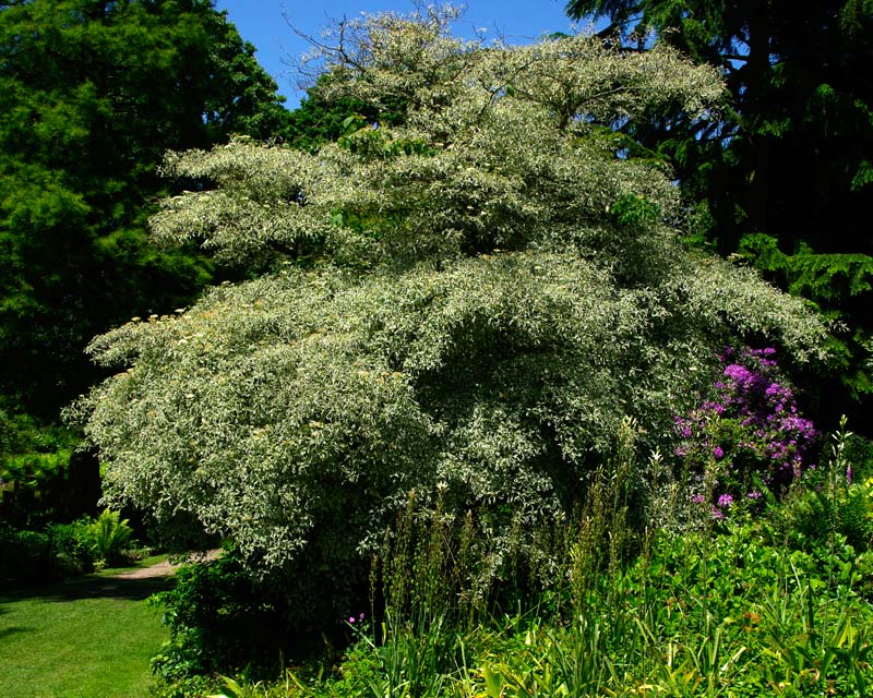 Cornus alternifolia Argentea - Beth Chatto Gardens