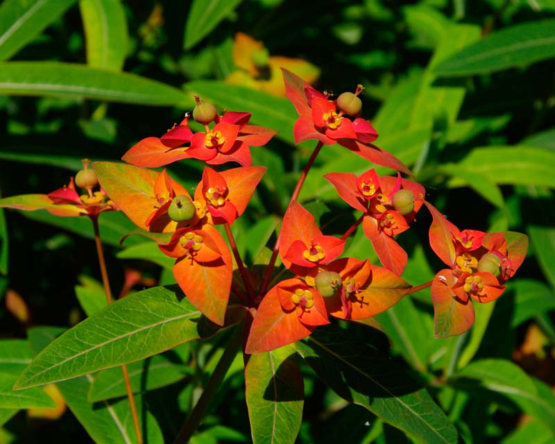 The bright orange bracts of Euphorbia griffithii Fireglow - Beth Chatto Gardens