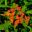 The bright orange bracts of Euphorbia griffithii Fireglow - Beth Chatto Gardens