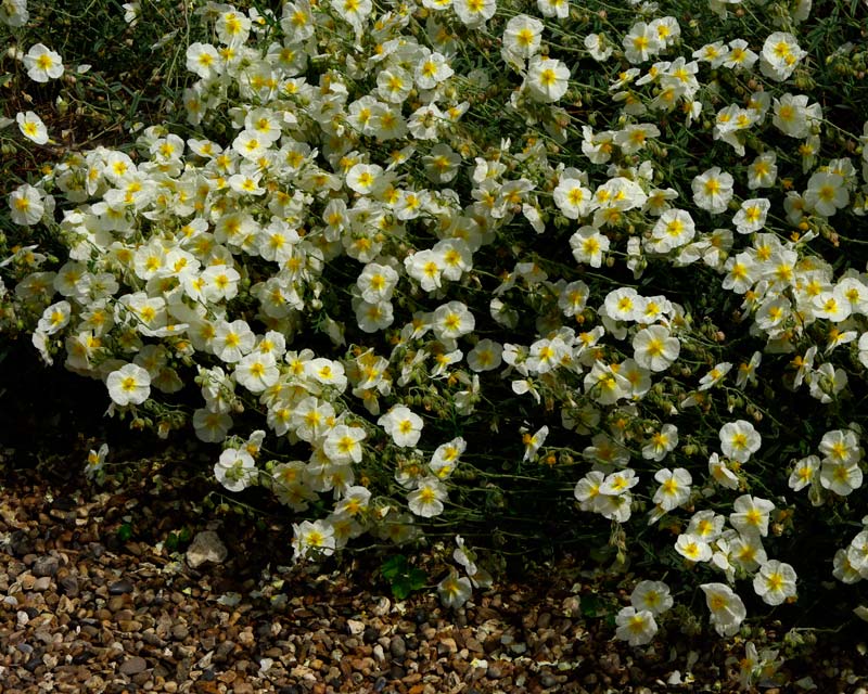 Cream flowers with yellow centres Helianthemum The Bride - Beth Chatto Garden