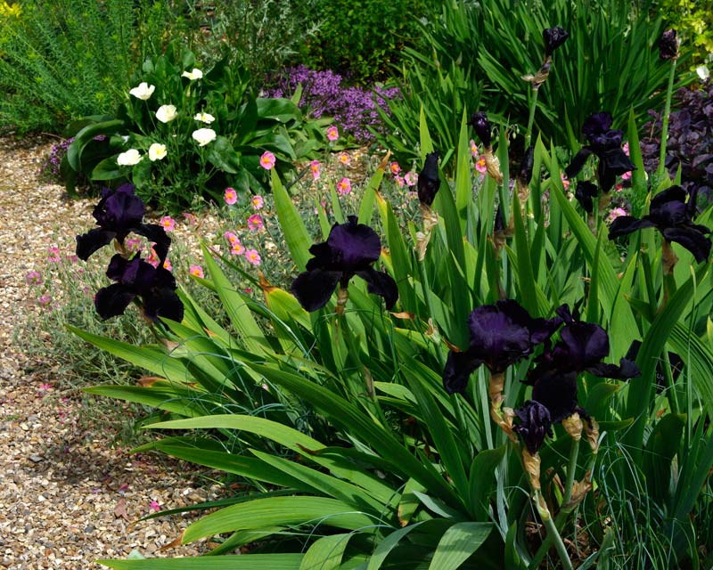 The Deep Purple to Black flowers of Iris Black Swan The Gravel Garden Beth Chatto Gardens