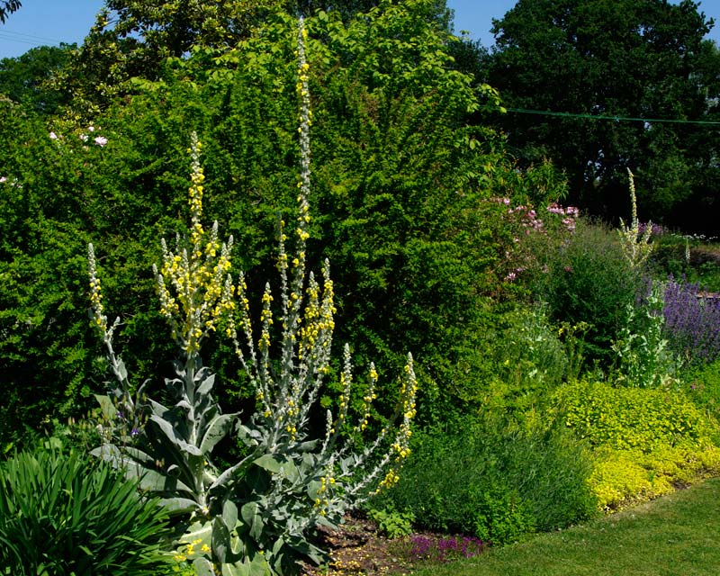 Verbascum Bombyciferum candelabra shaped flower spikes with yellow flowers leaves and stems have a soft felty appearance- Beth Chatto Gardens