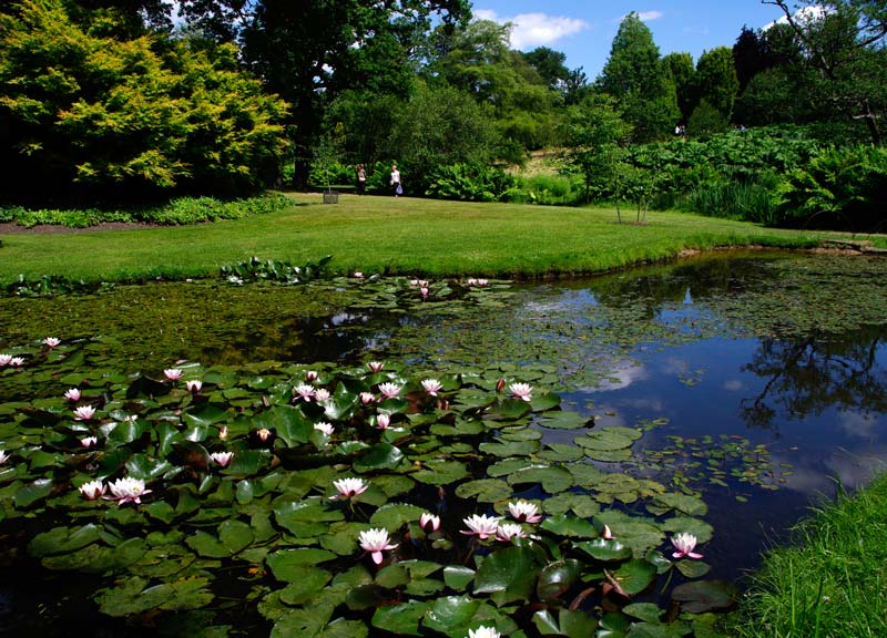 Savill Gardens - The Lily Pond