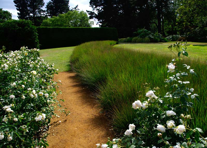 Savill Rose Garden - Lavender is used to add contrast and highlight the roses