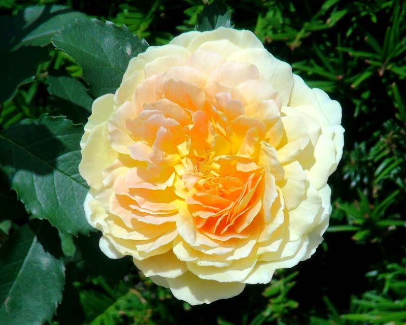Savill Rose Gardens - yellow with slight pink flush Rosa Austin Molineux