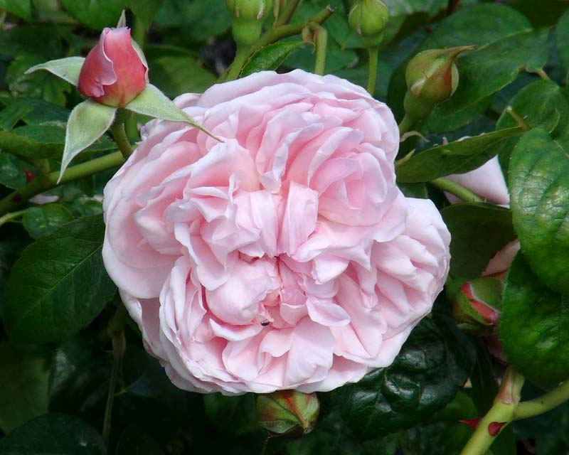 Savill Rose Garden - delicate pink blooms of Rosa Austin Strawberry Hill