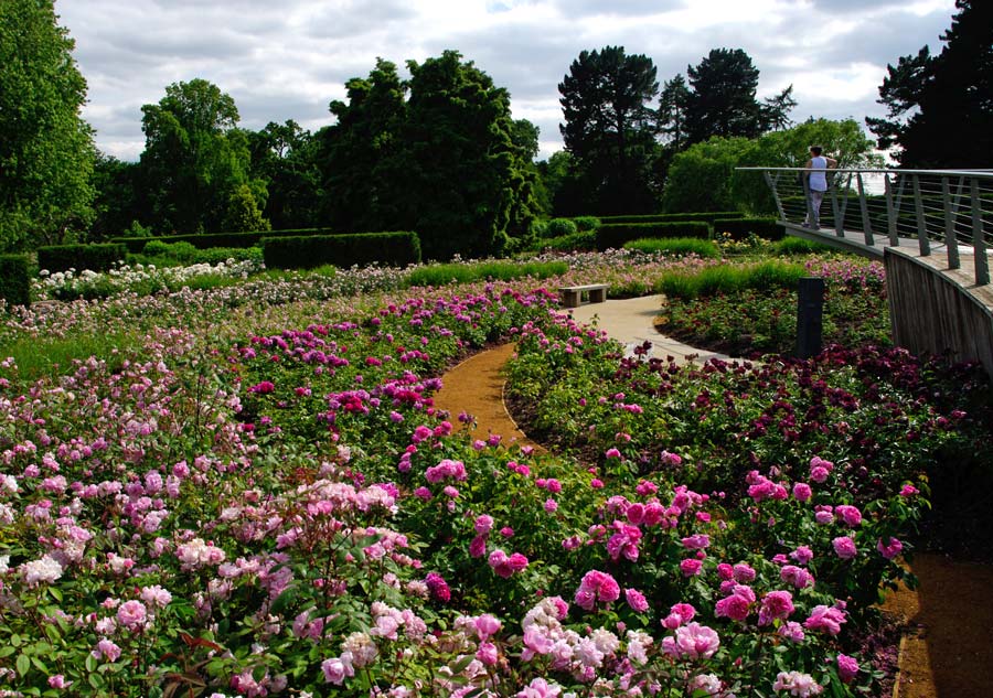 Savill Gardens - Rose Garden
