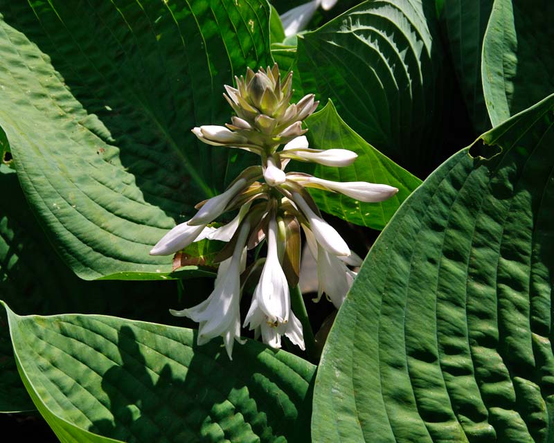 Savill Gardens Spring Wood Hosta sieboldiana - very pale mauve flowers
