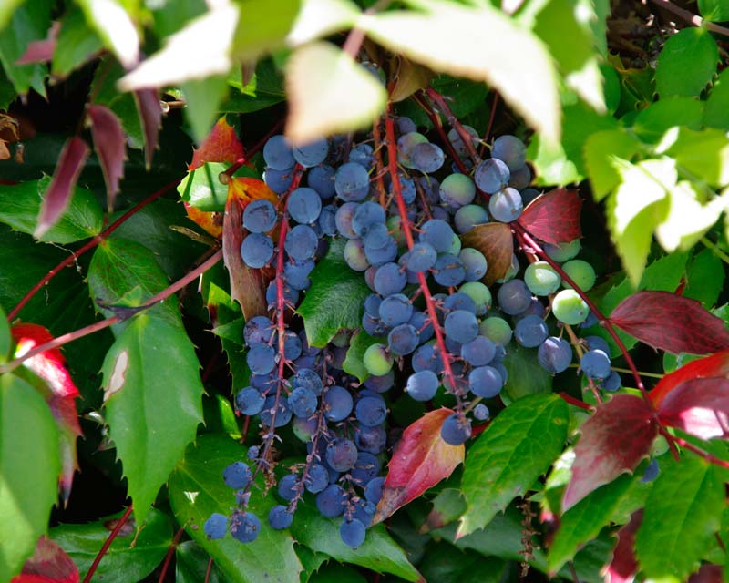 Savill Gardens - deep purple berries of Mahonia nervosa