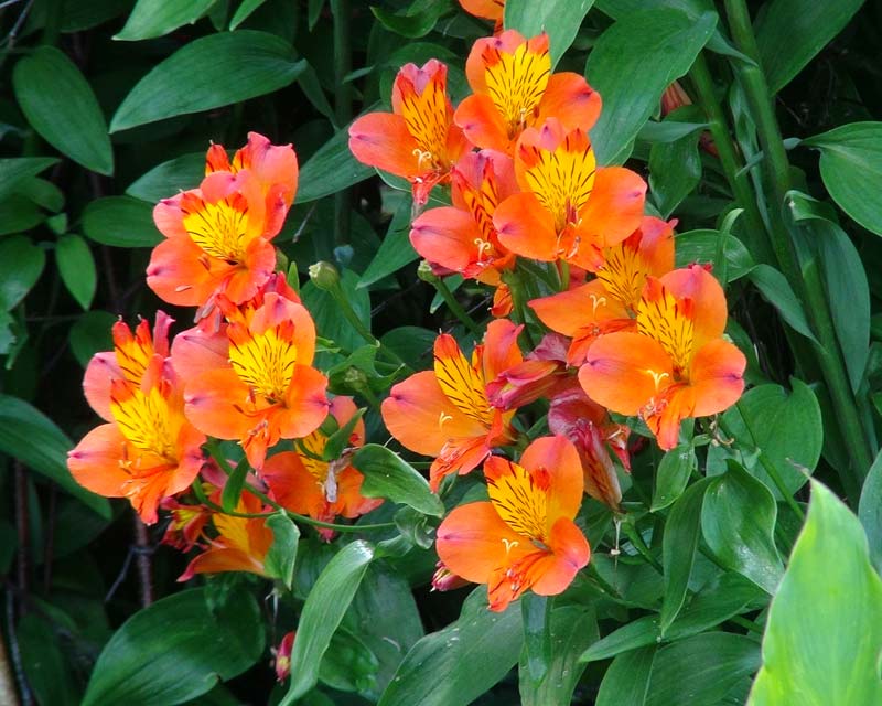 Saville Gardens Herbacious Borders -Alstromeria Flaming Star