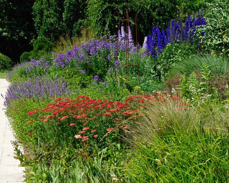 Salvia, Delphinium and Achillea - Centenary Border at Sir Harold Hillier Garden