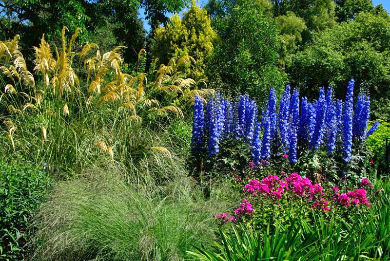 Attractive plantings include Pampas Grass and Delphinium  - Centenary Border Sir Harold Hillier Gardens