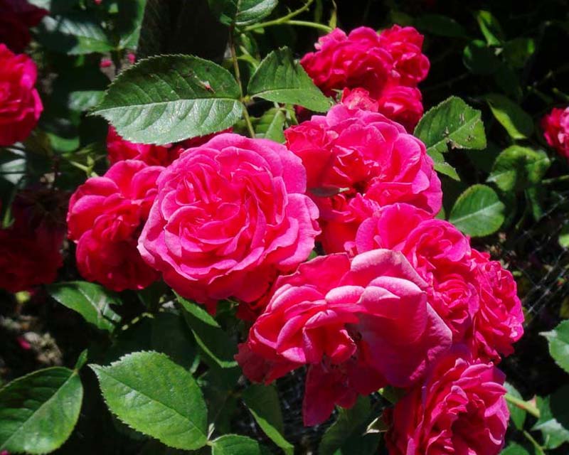 Rosa Elmshorn - Sir Harold Hillier Gardens