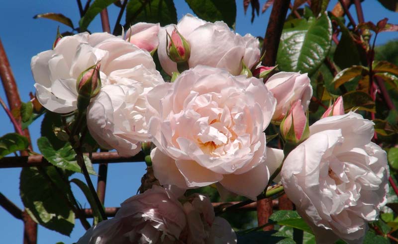 Rosa The Generous Gardener - Sir Harold Hillier Gardens