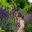 Lavender - Cerney Gardens