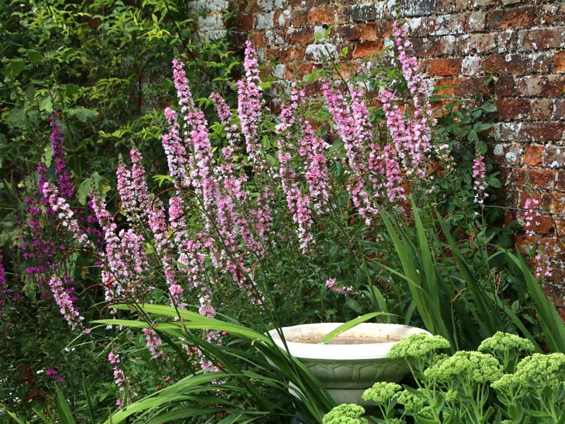 Lythrum 'Blush' attractively planted around the Cafe Bird Bath - Cerney Gardens