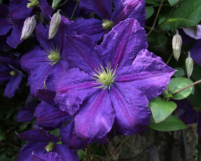 Deep Purple Clematis - unknown cultivar