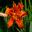Hemerocallis cvs - Day Lilies in summer borders - Cerney Gardens