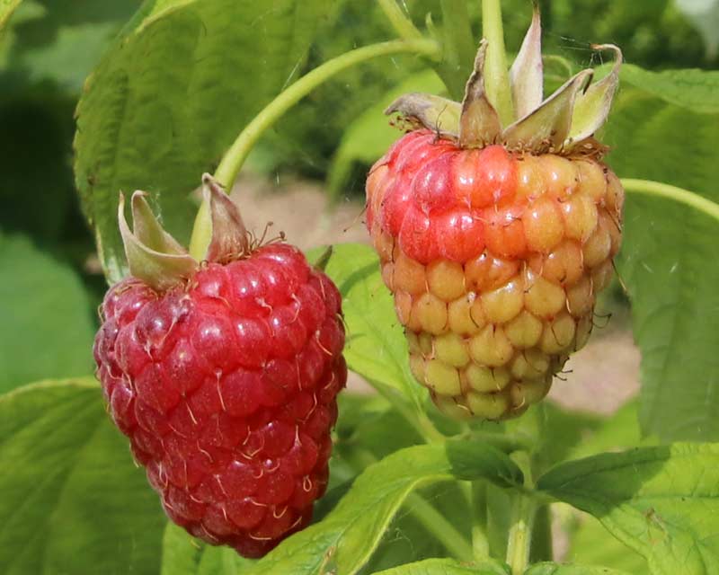 Ribes rubra - raspberries ripening in the kitchen garden - Cercey Garden