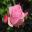 Beautiful pink rose in Garden Borders - Cerney Gardens