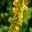 Verbascum nigrum - bright yellow flower spikes - Cerney Garden borders