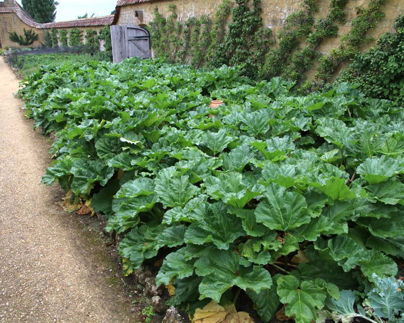 Barrington Court Kitchen Garden growing Rhubarb on a grand scale.