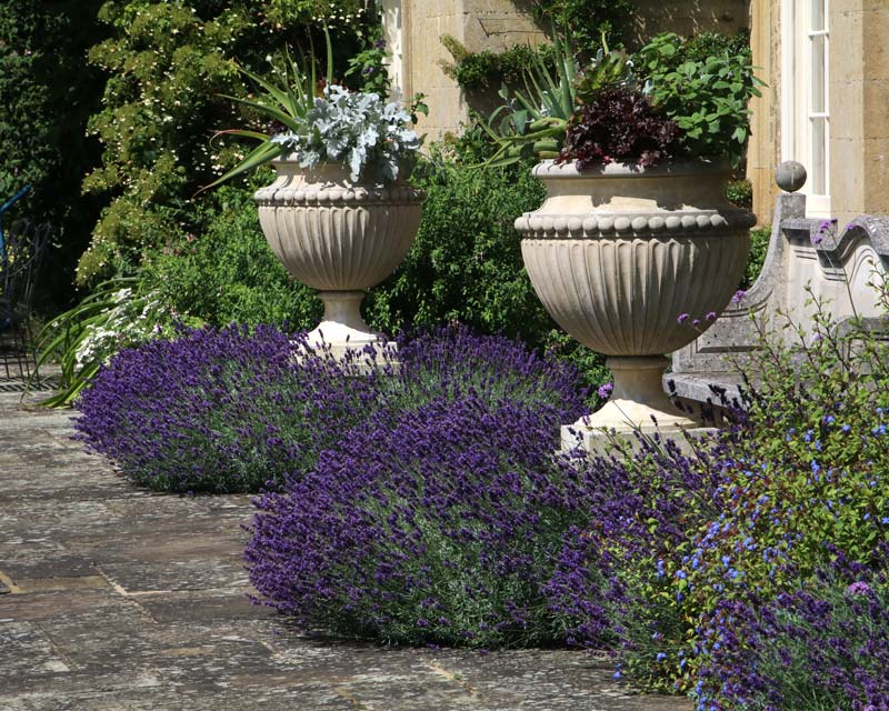 Bourton House, Lavender beds and plenty of planter pots