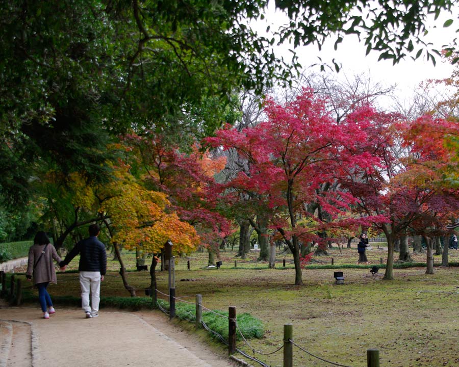Korakuen Garden - Chishio-no-mori Grove of Maples in Autumn
