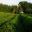 The Tea Plantation - Korakuen Gardens