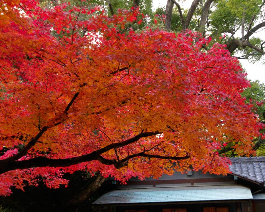 Autumn colour  - Maples in Korakuen Garden