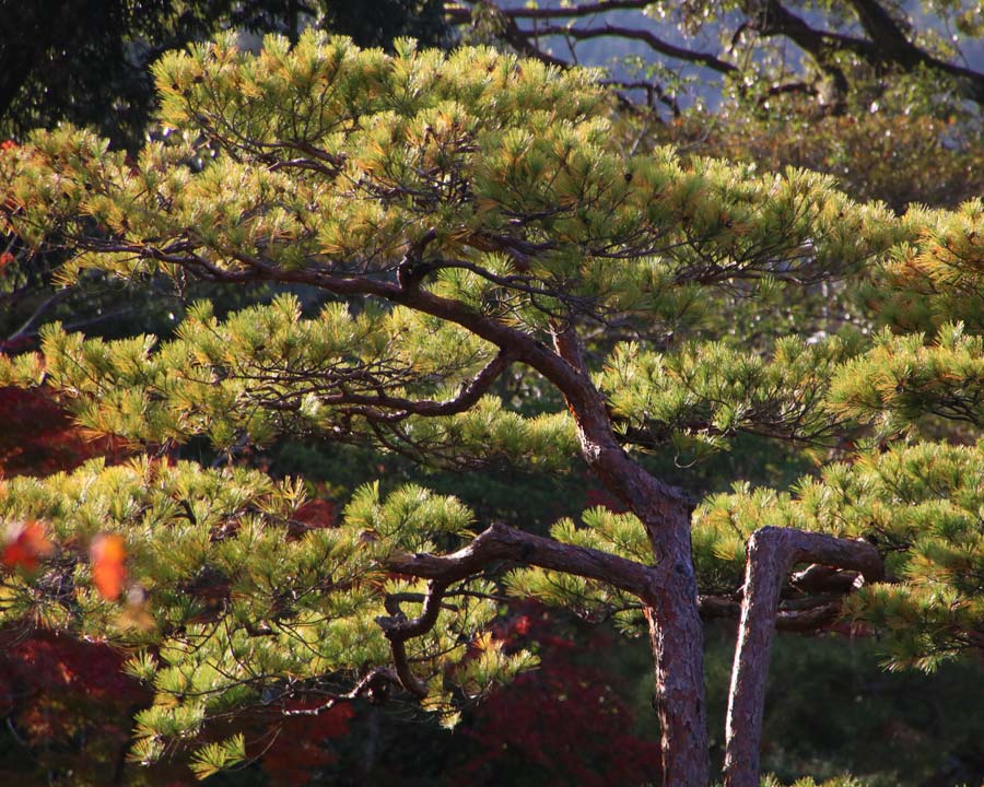 Kinkaku-ji, Golden Pavillion and Garden - Pine Trees