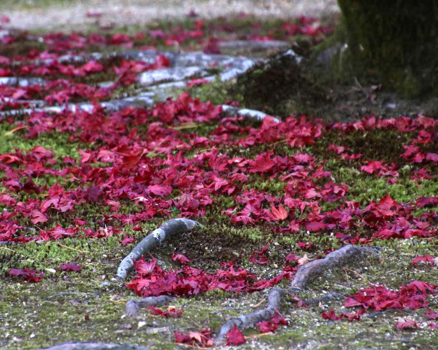 Kinkaku-ji, Golden Pavillion and Garden - Fallen autumn leaves