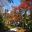 Isuien Gardens - stunning autumn colour in the back garden
