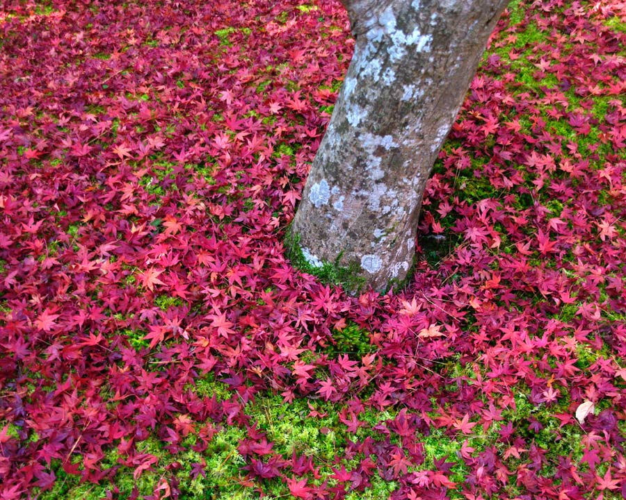 Isuien Garden - more fallen maple leaves