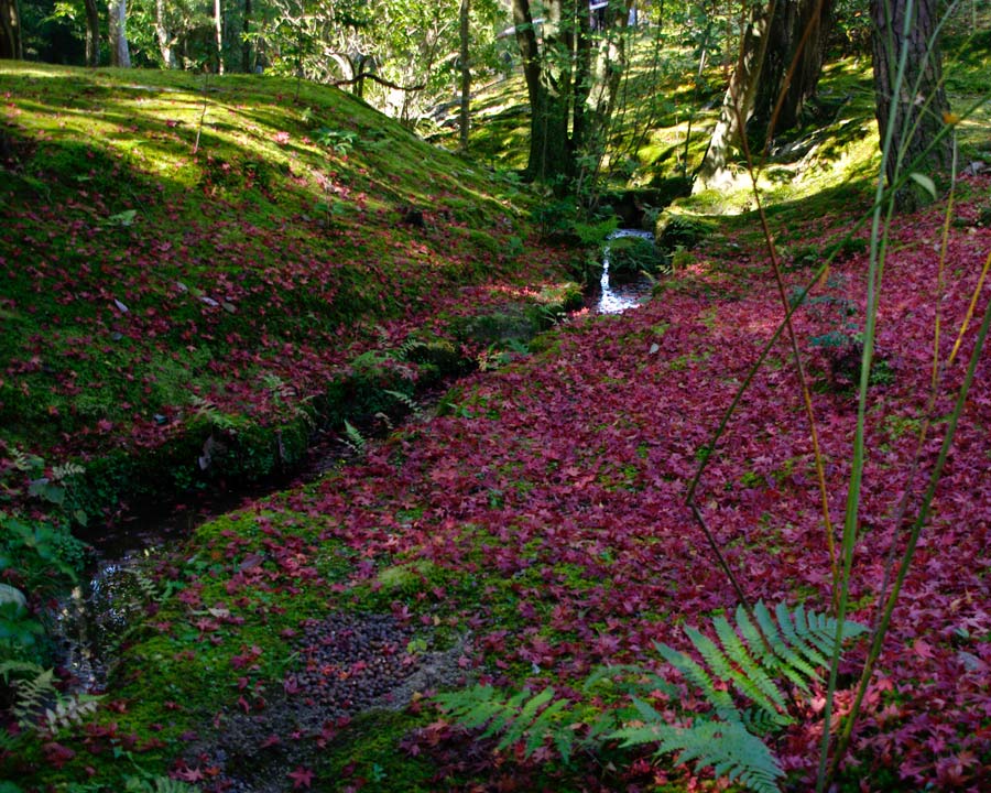 Isuien Garden - During autumn the green moss banks are covered with bright red fallen maple leaves