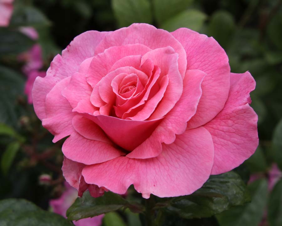 Rosa floribunda 'Tickled Pink' Alnwick Garden